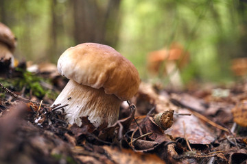 one brown mushroom, Lurid Bolete, in the woods.