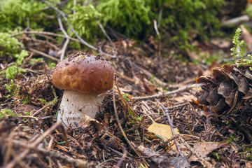 one brown mushroom, Lurid Bolete, in the woods.