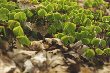 green trefoil or oxalis acetosella growing in the forest soil