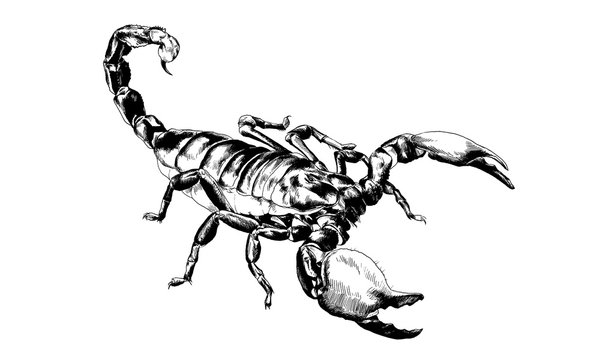Scorpio is drawn with ink on white background tattoo