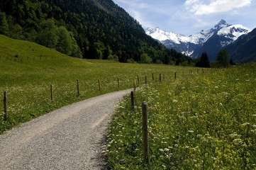 Countryside path going through spring meadow with view of the Allgaeu Alps, Gerstruben, Upper Allgaeu, Bavaria, Germany, Europe