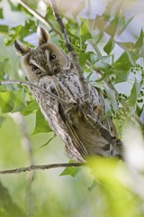 Long-eared Owl (Asio otus)