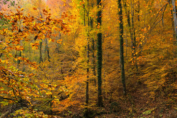 Scenic landscape of autumn forest