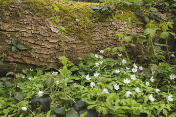 fallen tree among the sptingtime white flowers