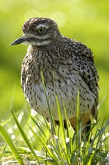 Spotted Thicknee (Burhinus capensis)