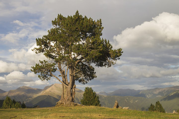 black pine tree in the mountains