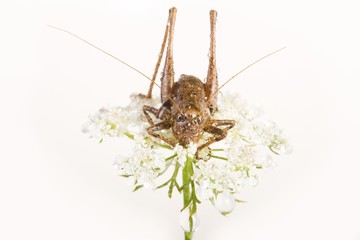 Dark Bush Cricket (Pholidoptera griseoaptera)