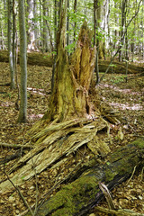 Virgin forest, Bayerischer Wald National park, Bavarian Forest, Lower Bavaria, Germany, Europe