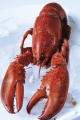 Whole cooked lobster