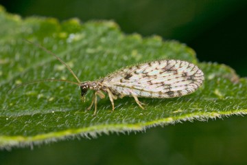 Micromus variegatus