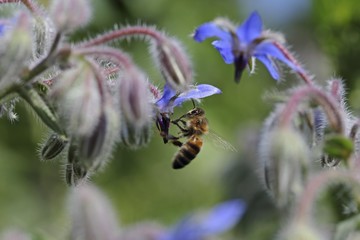 Bee (Apis sp.) on Borage (Borago officinalis), Baden-Wuerttemberg, Germany, Europe