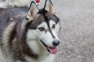 Лайка (аляскинский маламут)