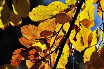 Autumn leaves, European Beech or Common Beech (Fagus sylvatica), Bavaria, Germany, Europe