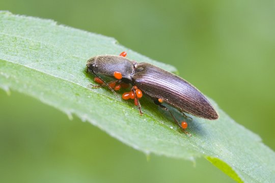 Click beetle (Agriotes sputator) infested by parasites