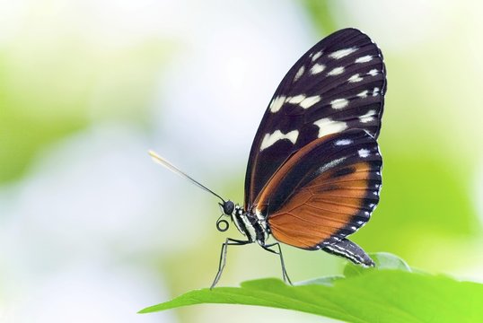 Heliconius