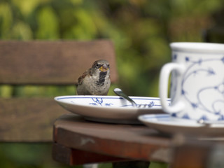 Mahlzeit, Spatz!