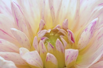 Fototapeta premium Flowering Dahlia (Dahlia)