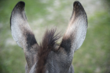 Fototapeta premium Donkey ears from behind