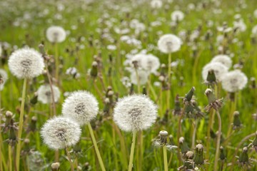 Naklejka premium Dandelion clocks, blowballs on a meadow