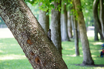 Robin on Tree with Big Hair