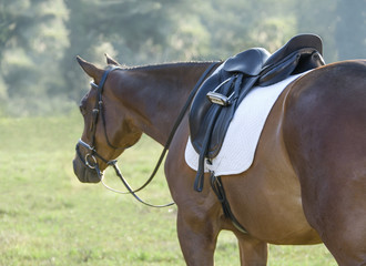 American Quarter horse stallion with saddle