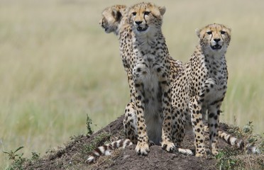 Three cheetahs (acinonyx jubatus ) sitting on a hill, Masai Mara National Game Reserve, Kenya, Africa