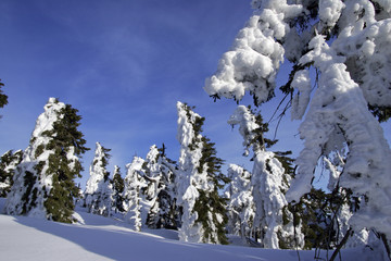 Landscape with snow-covered conifers in the German national park Hochharz in winter at the top of the Brocken mountain - Brocken, Harz, national park Hochharz, Saxony-Anhalt, Germany Europe
