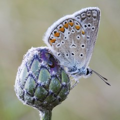 Common Blue (Polyommatus icarus)