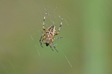 European Garden Spider or Cross Orbweaver (Araneus diadematus)