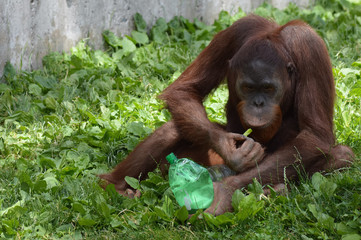 Orangutan with a bottle