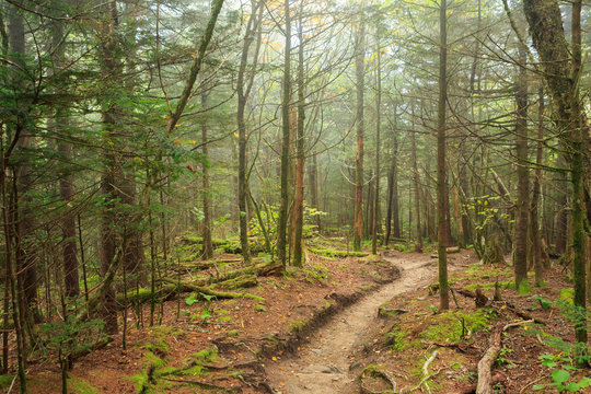 A trail winds through Great Smoky Mountains National Park