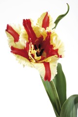 Red and yellow Parrot Tulip (Tulipa)