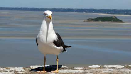Gabbiano sull'Oceano Atlantico