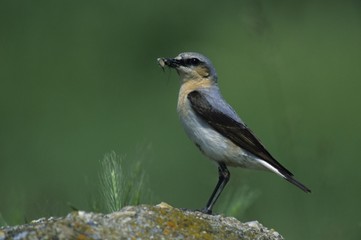 Northern Wheatear (Oenanthe oenanthe), female with food for its chick