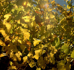 Vine leaves in back light