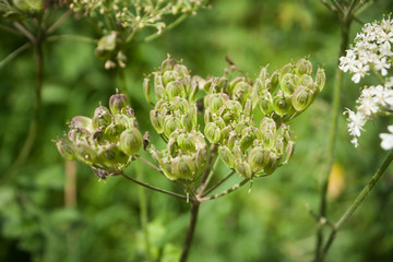 spring seeds