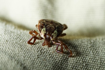 Tropical tick on wear, Costa Rica, Central America