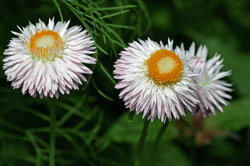Obraz premium Flowering straw daisy - paper daisy (Helichrysum bracteatum)