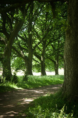 woodland trees