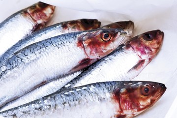 Sardines (Sardina pilchardus), raw