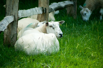 lazy sheep