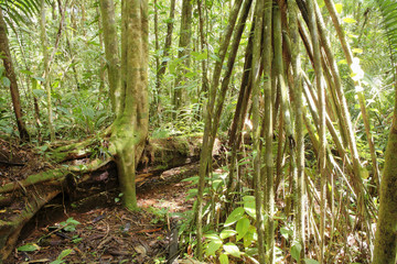 Stilt roots of palm tree in rainforest, Maquenque National Park, Costa Rica, Central America