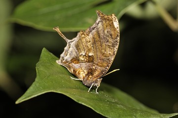 Butterfly Consul fabius cecrops, Costa Rica, Central America