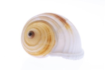 Snail shell