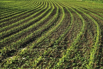 Cornfield, maize field (Zea mays)