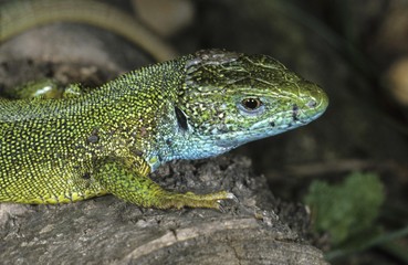 Naklejka na ściany i meble Eastern green lizard (Lacerta viridis) male