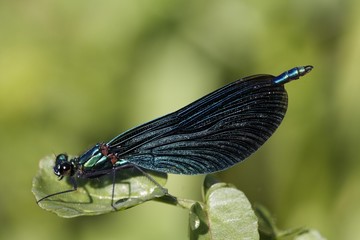 Beautiful demoiselle, male, Calopteryx splendens