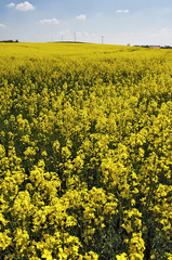 Rape field near Aying, Bavaria, Germany, Europe