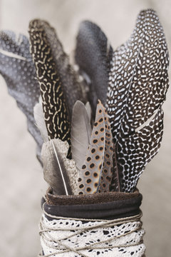 Exotic Feather Collection