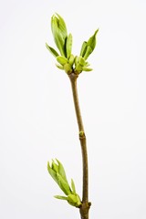 Obraz premium Lilac branch in springtime (Syringa)